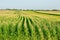 Green corn field - fresh and clean