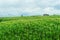 Green corn field with full flowering in rainy season