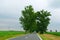 Green Corn Field with Green Trees among the road