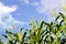 Green corn field growing up on blue sky.