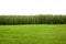 Green corn field in a meadow