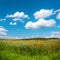 Green corn field with poppy flowers and blue sky