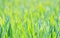 Green corn field in spring, seasonal agricultural theme, vibrant