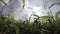 Green Corn Field With Sprinkler Spraying Water