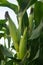 Green corn field in Thailand,Corn agriculture. Green nature. Rural field on farm land in summer.