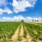 green corn field under blue sky in Picardy