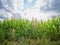 Green Corn field in the wind. Overview over high rich corn field with cloudy sky