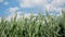 Green Corn field in  the wind. Overview over high rich corn field with sky in background.