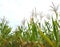 Green corn fields, businesses generating income, including Asian farmers