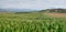 Green corn fields in La Noguera