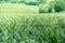 Green corn fields on wide-angle mountains Morning sunrise