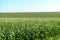 Green Corn filed panorama