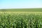 Green Corn filed panorama