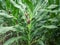 Green corn is growing in the fields of corn farmers in Thailand. The picture gives a feeling of freshness in the rainy season