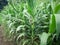 Green corn is growing in the fields of corn farmers in Thailand. The picture gives a feeling of freshness in the rainy season