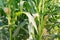 Green corn leaves. Ears of young corn. Agriculture and farming