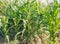 Green corn leaves. Ears of young corn. Agriculture and farming