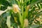 Green corn leaves. Ears of young corn. Agriculture and farming