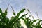 green corn leaves mixed with beans growing on stakes agricultural plantation