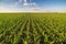 Green corn maize field in early stage