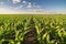 Green corn maize field in early stage