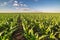 Green corn maize field in early stage