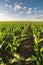 Green corn maize field in early stage