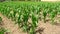 Green corn (maize) growing in the field during spring (4K)