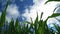 Green Corn Maize Plants in cultivated agricultural field with sun rays and flare ready for silaging