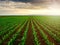 Green corn maize plants on a field.