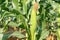 Green corn plant