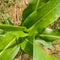 Green corn stalk from above against ground during sunny day  corn plant downward in field  organic farming