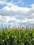 Green corn stalks & tassels, blue sky and white clouds