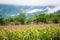 Green corn trees on rainy days