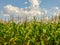 Green cornfield and blue sky in Poland