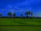 Green cornfield evening.