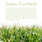 Green cornfield isolated