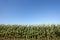 Green cornfield over a blue sky in Terceira. Azores. Portugal