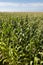 Green cornfield over a blue sky in Terceira island. Azores