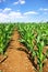 Green cornfield at Portugal.