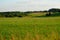 green cornfield ready for harvest, late afternoon light, sunset