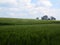 Green cornfield in Southern Denmark