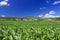 Green cornfield Terceira near Agualva. Azores. Portugal. Horizon