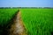 Green cornfield, Thailand.