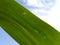 Green Cornleaf, Maize with white Clouds and blue Sky Background