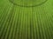 Green corrugated fabric texture.Background.