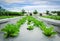 Green cos lettuce in field plant greenhouse background.