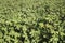 Green cotton field, agriculture concept photo. Turkey / Izmir