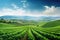 Green cotton field in the mountains. Agricultural landscape. Agricultural industry, Panoramic photo of a beautiful agricultural