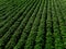 Green country field of potato with row lines, top view, aerial photo